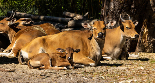 istock Banteng, Bos javanicus or Red Bull is a type of wild cattle. 1340425855