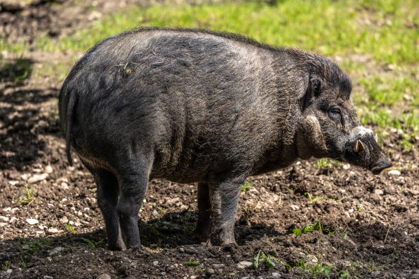 istock The Visayan warty pig, Sus cebifrons is a critically endangered pig 1340427286