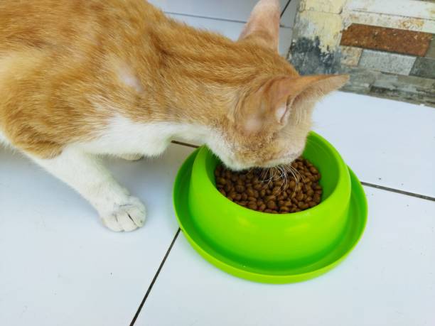 istock Cat is eating dry food 1340427778