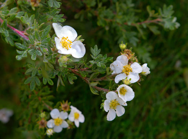 istock Cinquefoil bush blooms . 1340427826