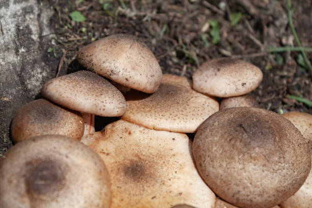 istock Autumn honey agaric (real). Armillaria mellea 1340427893