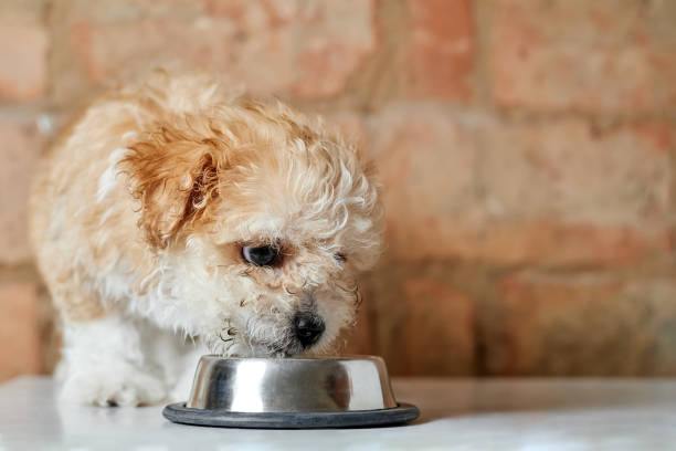 istock Maltipoo puppy eats from a metal bowl on a brick wall background. Close-up, selective focus 1340429487