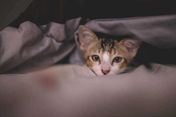 istock A cat is looking at the camera while resting on bed and covered by a blanket stock photo. 1340430047