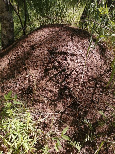 istock Large live brown anthill in a grove and pine forest 1340431071