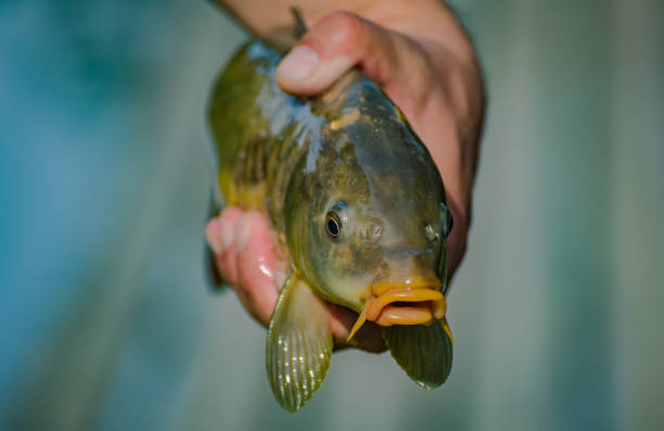 Caught mirror carp close up Caught mirror carp close up fish with big lips stock pictures, royalty-free photos & images