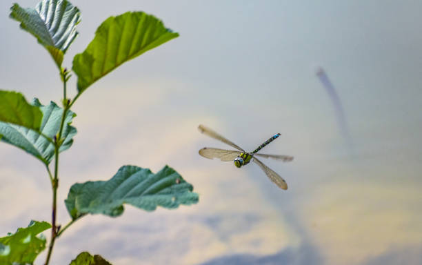Close-up of a tiger dragonfly in flight stock photo