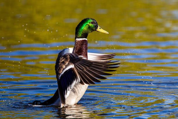 Male mallard duck flapping to take off and fly away in London, UK stock photo