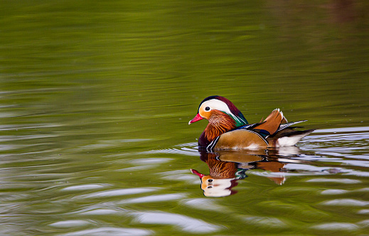 Mandarin Duck swimming on a pond in London, UK