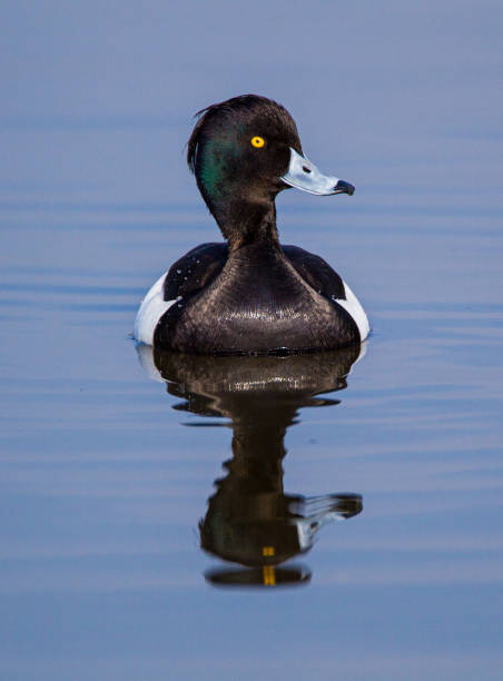 istock Tufted duck swimming on a pond in London, UK 1340434952