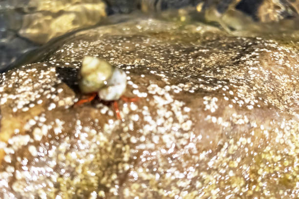 A small sea crab on a wet stone. Marine fauna. Defocused