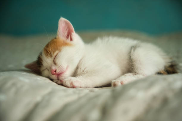 istock beautiful tricolor little pet kitten 1340435207