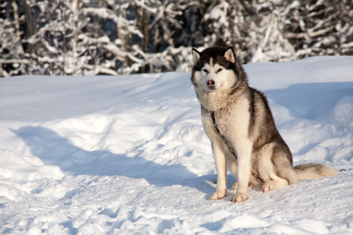 dog of malamute husky sled breed sitting on snow