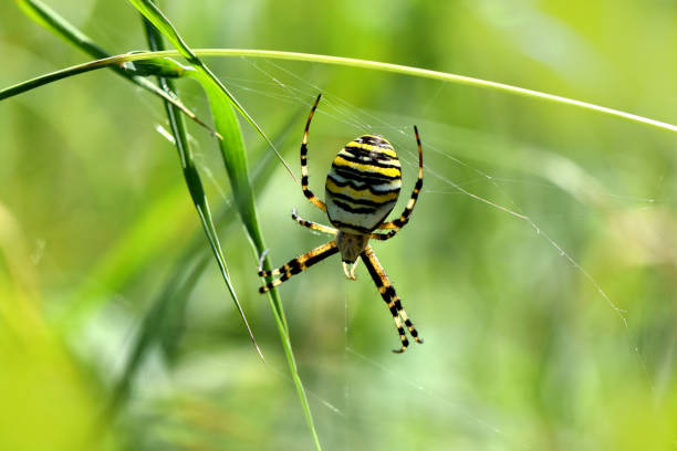 horizontal photo black and yellow argiope spider spider web insect macro - getingspindel bildbanksfoton och bilder
