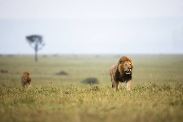 istock Male lion walking in Masai Mara. 1340438343