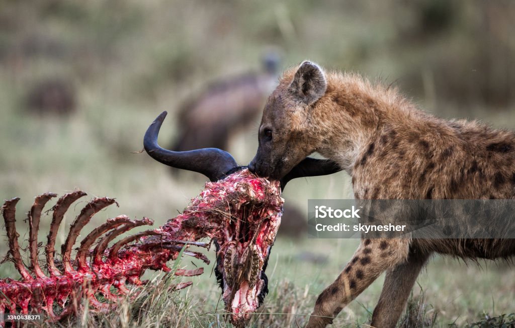 Hyena eating wildebeest in the wild. Hyena eating the skeleton of wildebeest in nature. Aggression Stock Photo