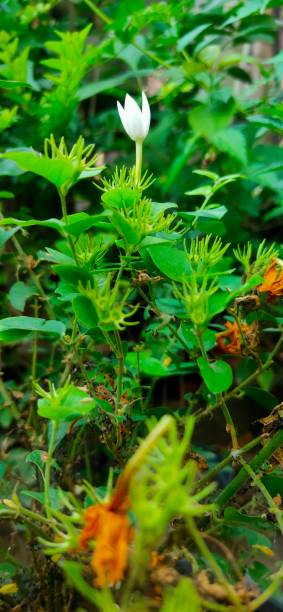 istock beautiful plant with flowers 1340438572