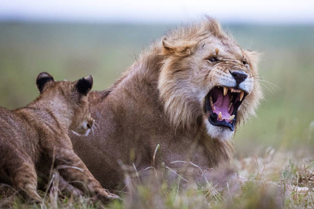 A male lion mounts his coalition partner in a sign of dominance on a safari in South Africa