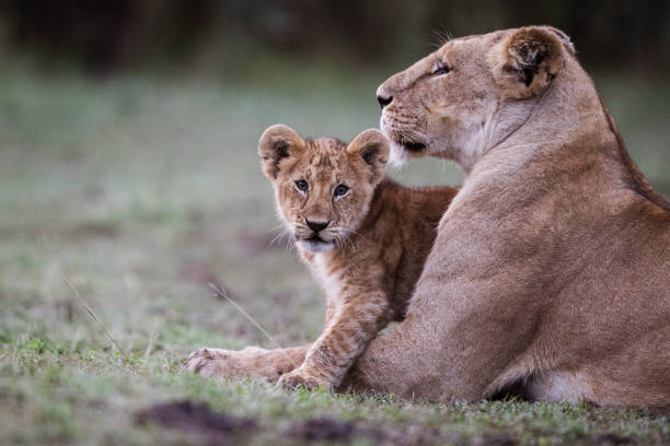 istock Lioness and lion cub in nature. 1340438846