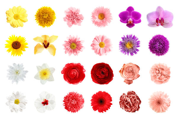 istock Set of different beautiful flowers on white background 1340439126