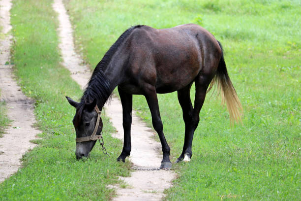 cavallo della baia scura che pascola sul pascolo verde - lost horse valley foto e immagini stock