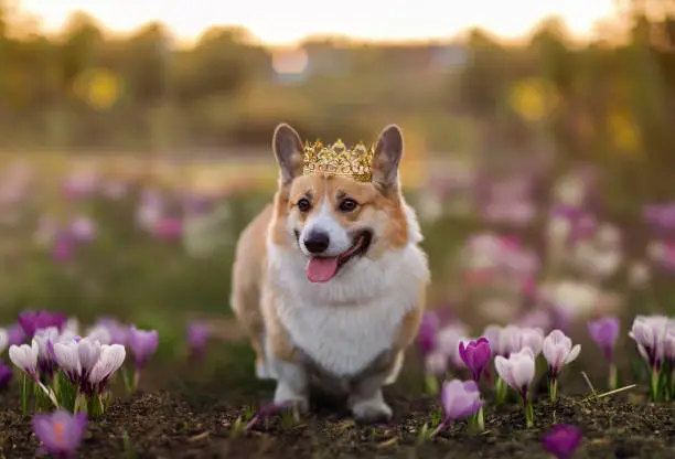 happy corgi dog in a golden crown walks through a spring meadow blooming with purple snowdrops and crocuses