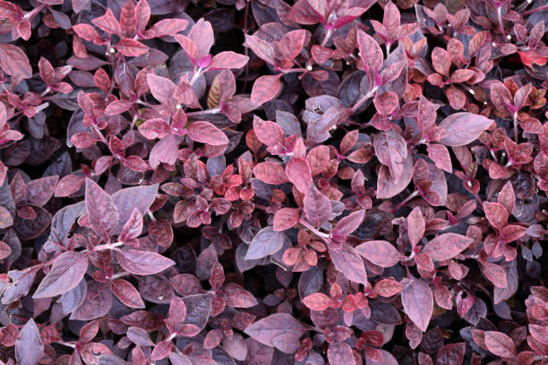 istock The Brazilian joyweed 1340440944