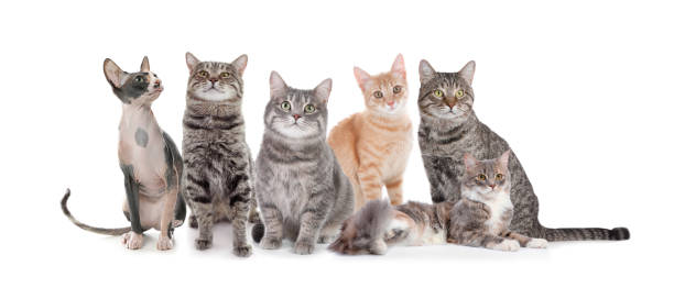 istock Adorable cats on white background. Banner design 1340441148