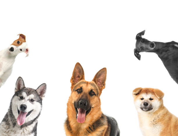istock Set with different cute dogs on white background. Adorable pets 1340442632