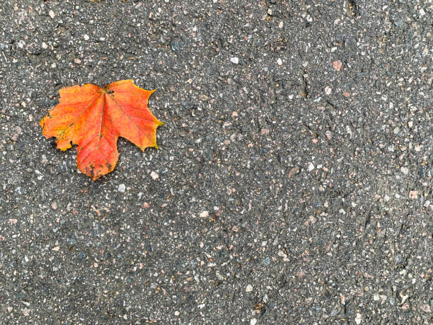 Backgrounds, Autumn, Orange color, Leaf, Street
