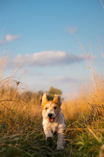 Jack Russell Terrier puppy running in a field on tall autumn grass.