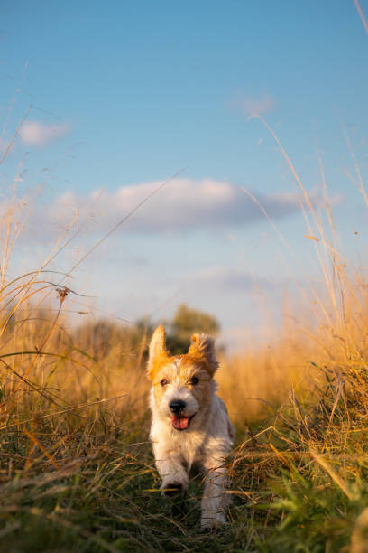 Jack Russell Terrier puppy running in a field on tall autumn grass Jack Russell Terrier puppy running in a field on tall autumn grass. agility animal canine sports race stock pictures, royalty-free photos & images