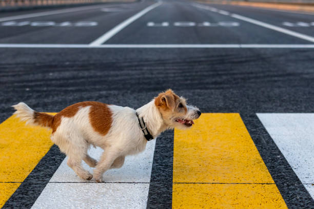 jack russell terrier welpe läuft allein auf einem fußgängerüberweg auf der anderen straßenseite - crossing zebra crossing crosswalk street stock-fotos und bilder