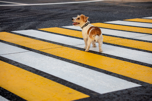 Jack Russell Terrier puppy runs alone on a pedestrian crossing across the road.