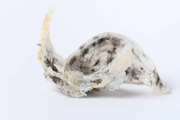 istock Fresh edible bird's nest isolated on white background 1340447195