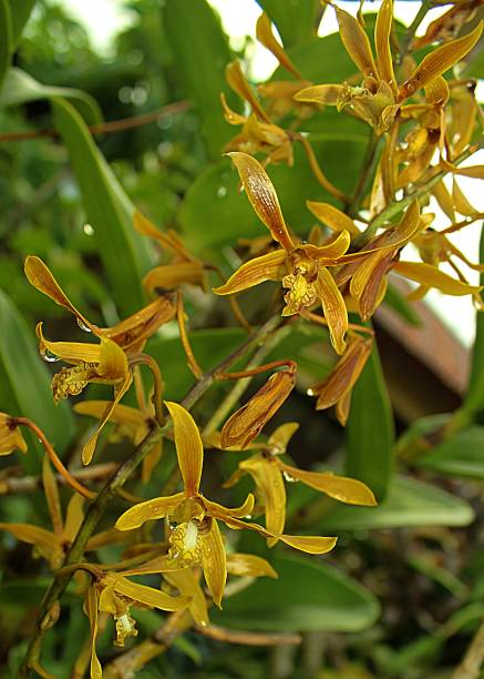 dendrobium mirbelianum. gros plan d’inflorescences - dendrobium photos et images de collection