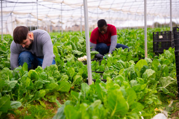 istock Young worker cutting green chard on farm plantation 1340450681