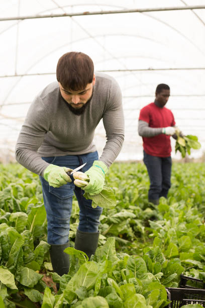 istock Young farmer harvesting Swiss chard in hothouse 1340450728