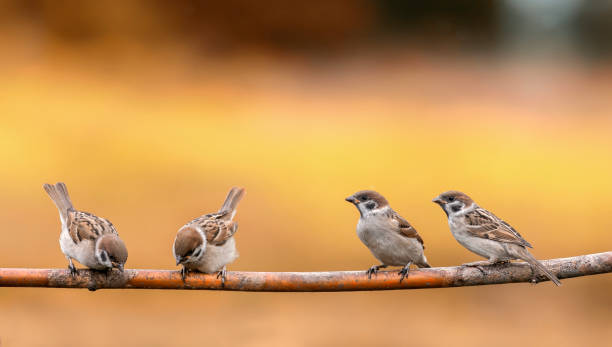 birds sparrows sit on a branch in the autumn park small birds sparrows sit on a branch in the autumn park sparrow stock pictures, royalty-free photos & images