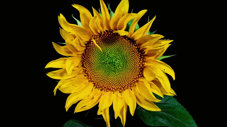 Yellow Sunflower Head Blooming in Time Lapse. Opening Flower on a Black Background from Bud