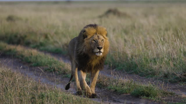 Slow moiton Close-up magnificient male lion walking towards camera in African savannah grasslands