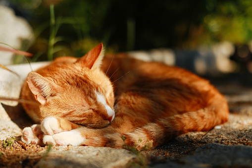 Ginger cat sleeping on a lawn with dry grass. Homeless cat resting outdoors