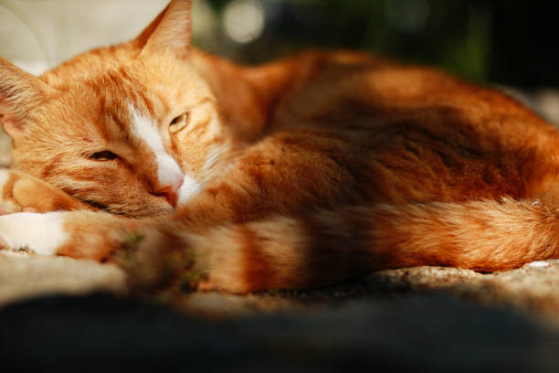 Ginger cat sleeping on a lawn with dry grass. Homeless cat resting outdoors