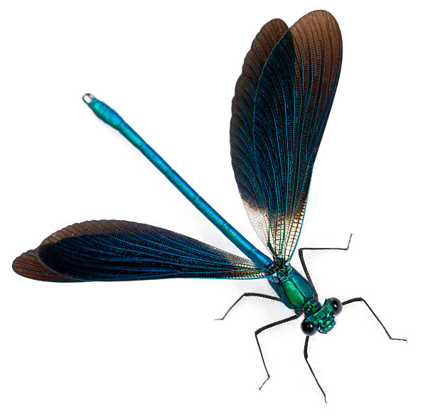 istock Male Banded Demoiselle 134045486
