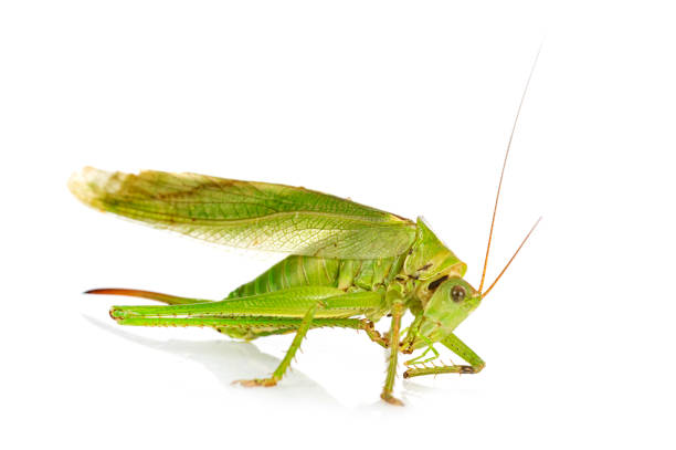 istock Tettigonia viridissima 1340455473