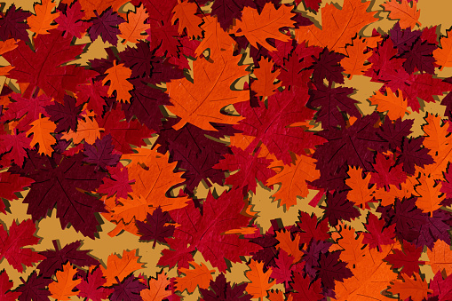 Illustration of different autumn leaves in beautiful gold, brown and orange color