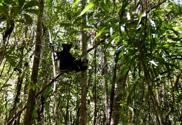 Portrait of Indri Indri lemur at the tree in Atsinanana region, Madagascar