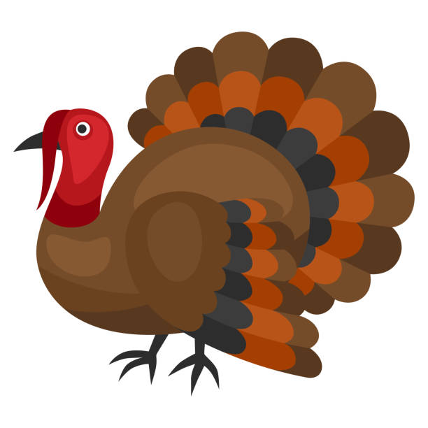 illustrazioni stock, clip art, cartoni animati e icone di tendenza di felice illustrazione del ringraziamento del tacchino. uccello delle vacanze autunnali. - turkey thanksgiving farm meal