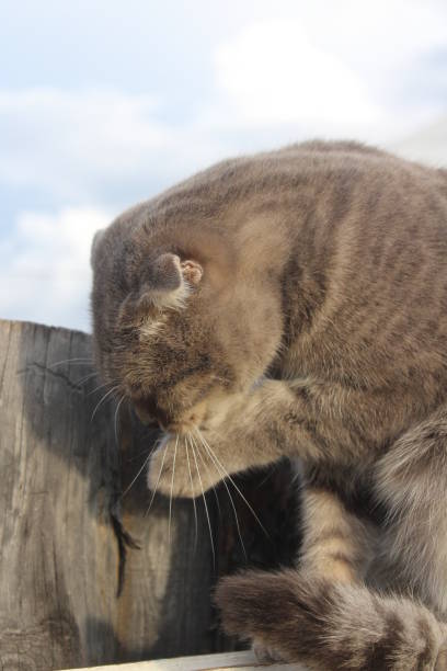 istock Scottish Fold Cat Licking Grooming Himself 1340457362
