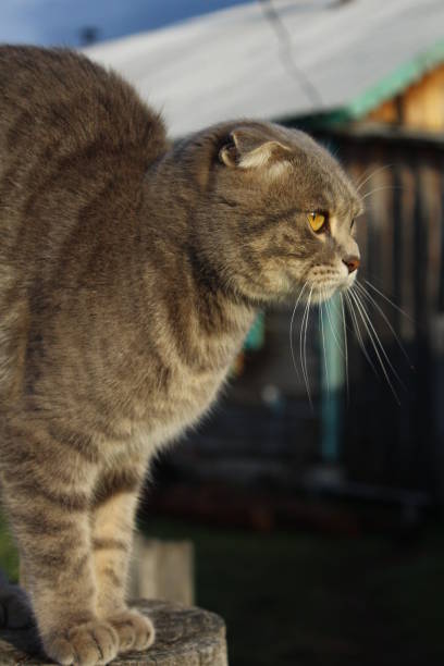 istock Tabby Scottish Fold Cat Young Kitten on wood fence against cloudy sky 1340457623