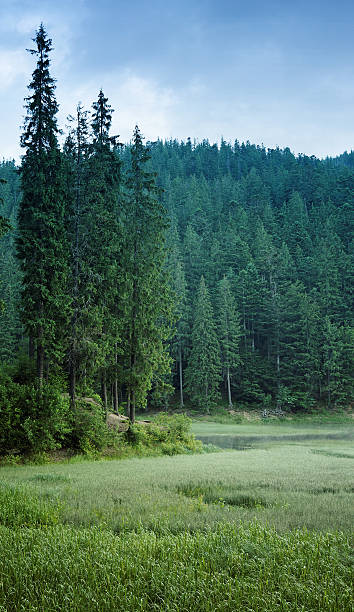istock Mountain lake surrounded by green pine forest. 134045954